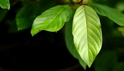 https://www.authentickratom.com/education/7-common-kratom-myths-and-controversies