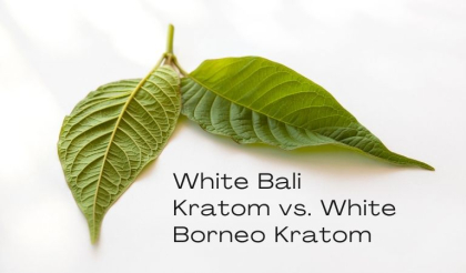 https://www.authentickratom.com/education/white-bali-kratom-vs-white-borneo-kratom