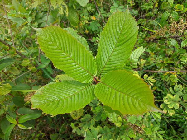 How To Grow Katom at Home? | Indoor Kratom Growing Guide