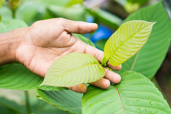 Red Maeng Da vs. Red Bali Kratom