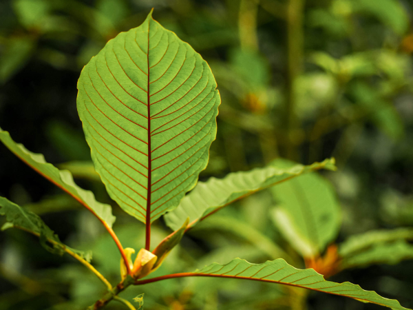 mitragyna speciosa kratom plant