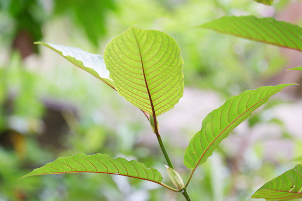 Stem and Vein Kratom