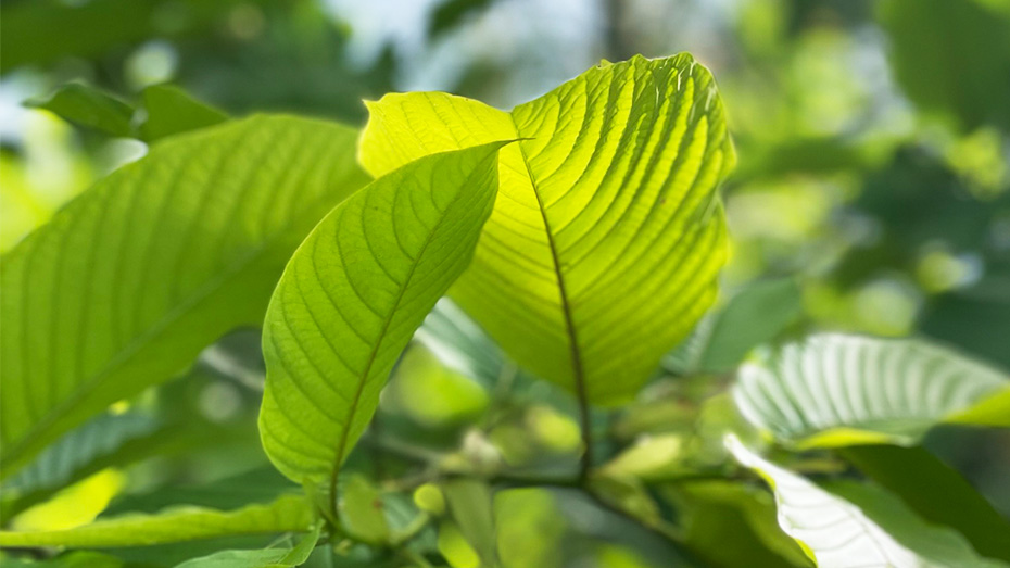 Kratom Leaf